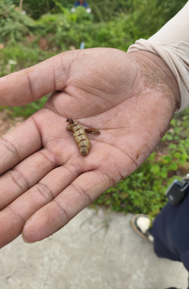 湖南某水库除险加固工程白蚁防治
