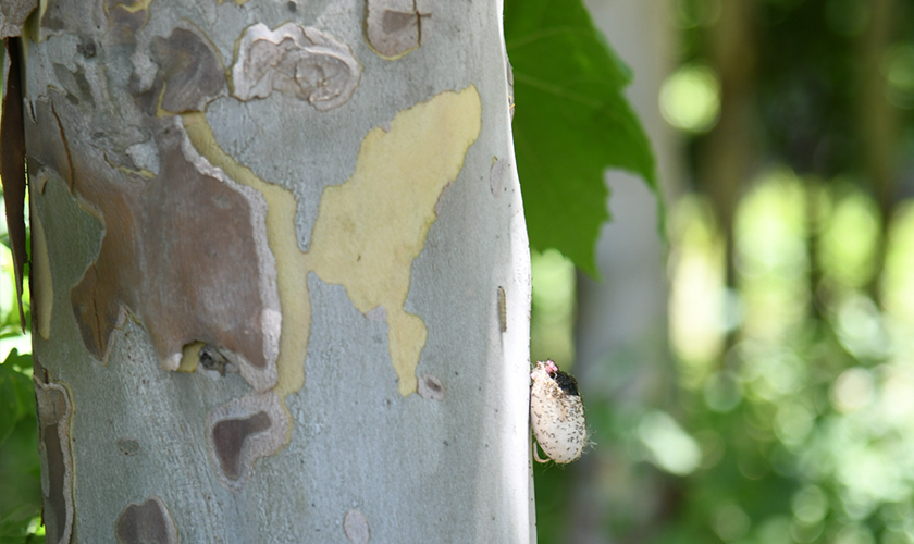 青岛实施生物防治新举措：三亿周氏啮小蜂&ldquo;入驻&rdquo;重点林区，市民共筑绿色防线