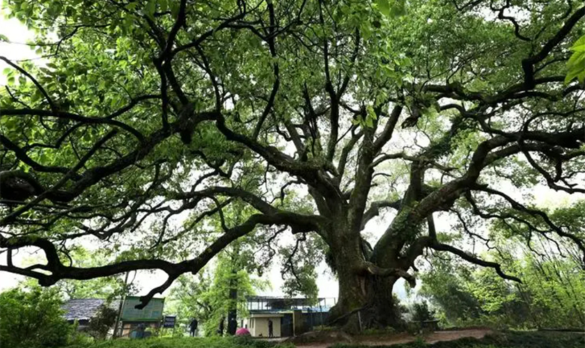 通过数字赋能，实现古树名木信息一表管理、一图尽览！