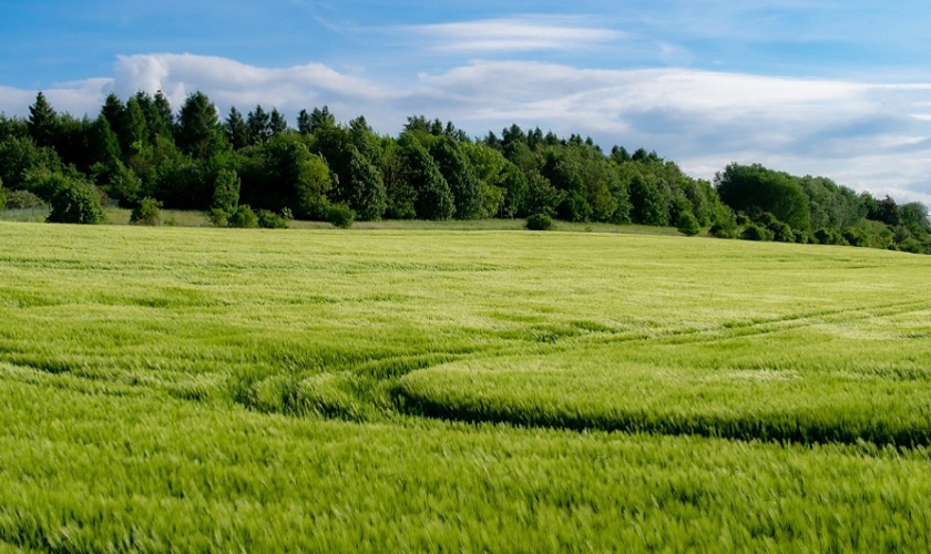 湖北林业&ldquo;五大行动&rdquo;方案出炉